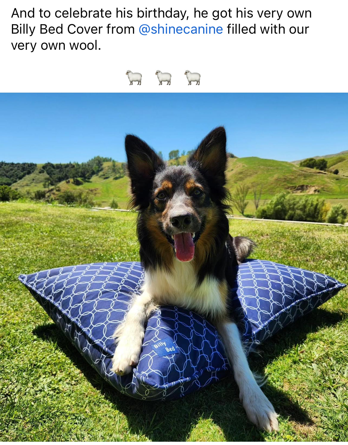 Dog bed cheap covers waterproof