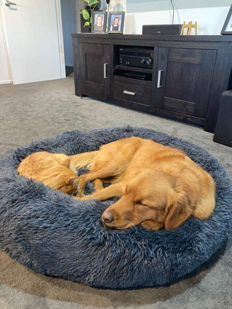 Calming Pet Bed SPECIAL ORDER PRODUCT