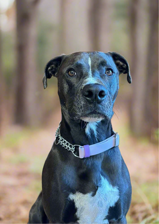 BioThane MARTINGALE Dog Collar (adjustable) - Standard Colours