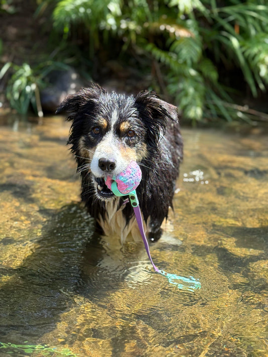 BioThane Waterproof Tug Toys for dogs