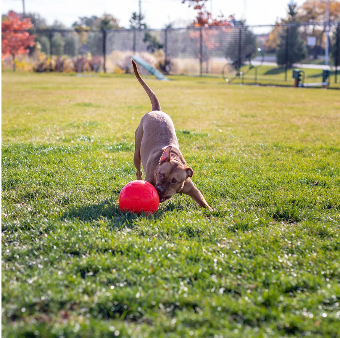 Jolly Soccer Ball