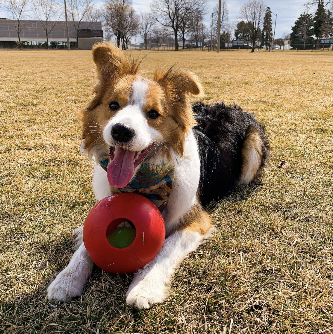 Jolly Teaser Ball