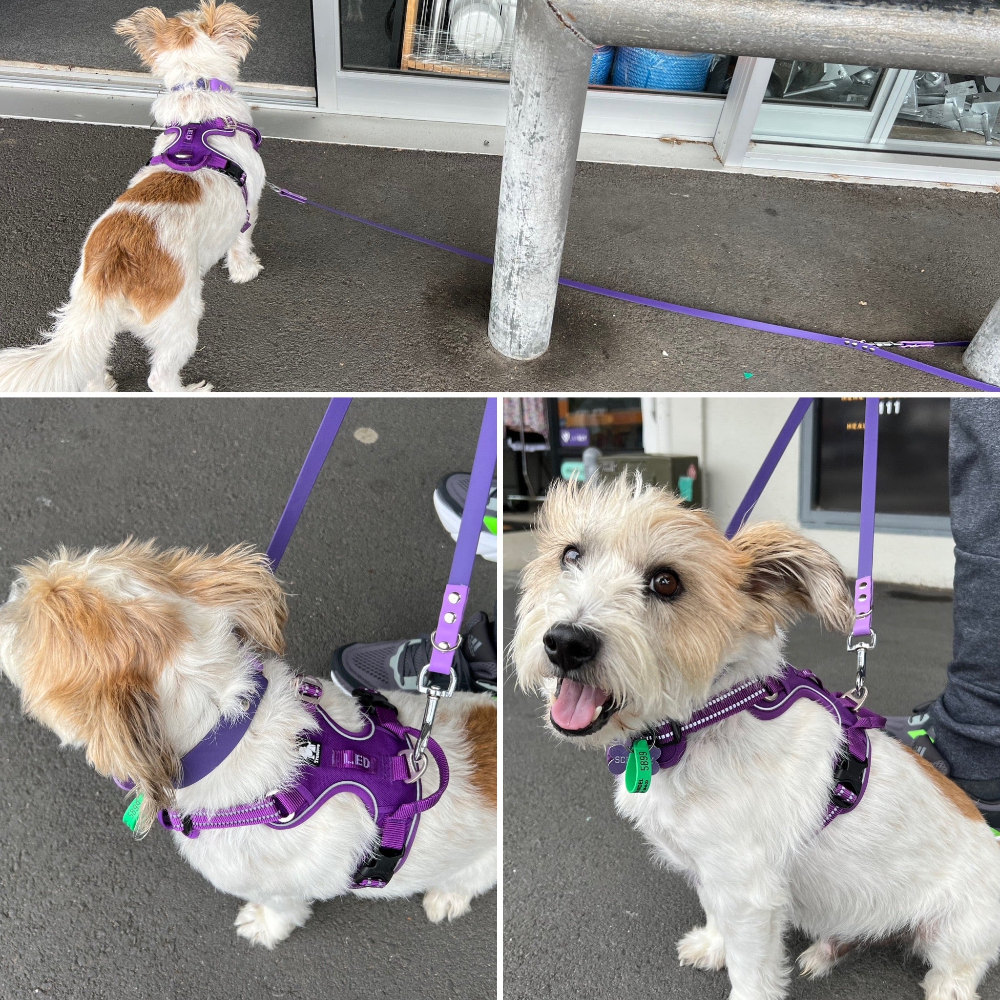 Pet love harness sale