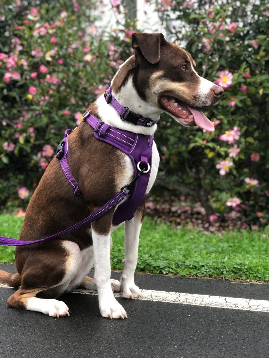 Truelove shop dog harness