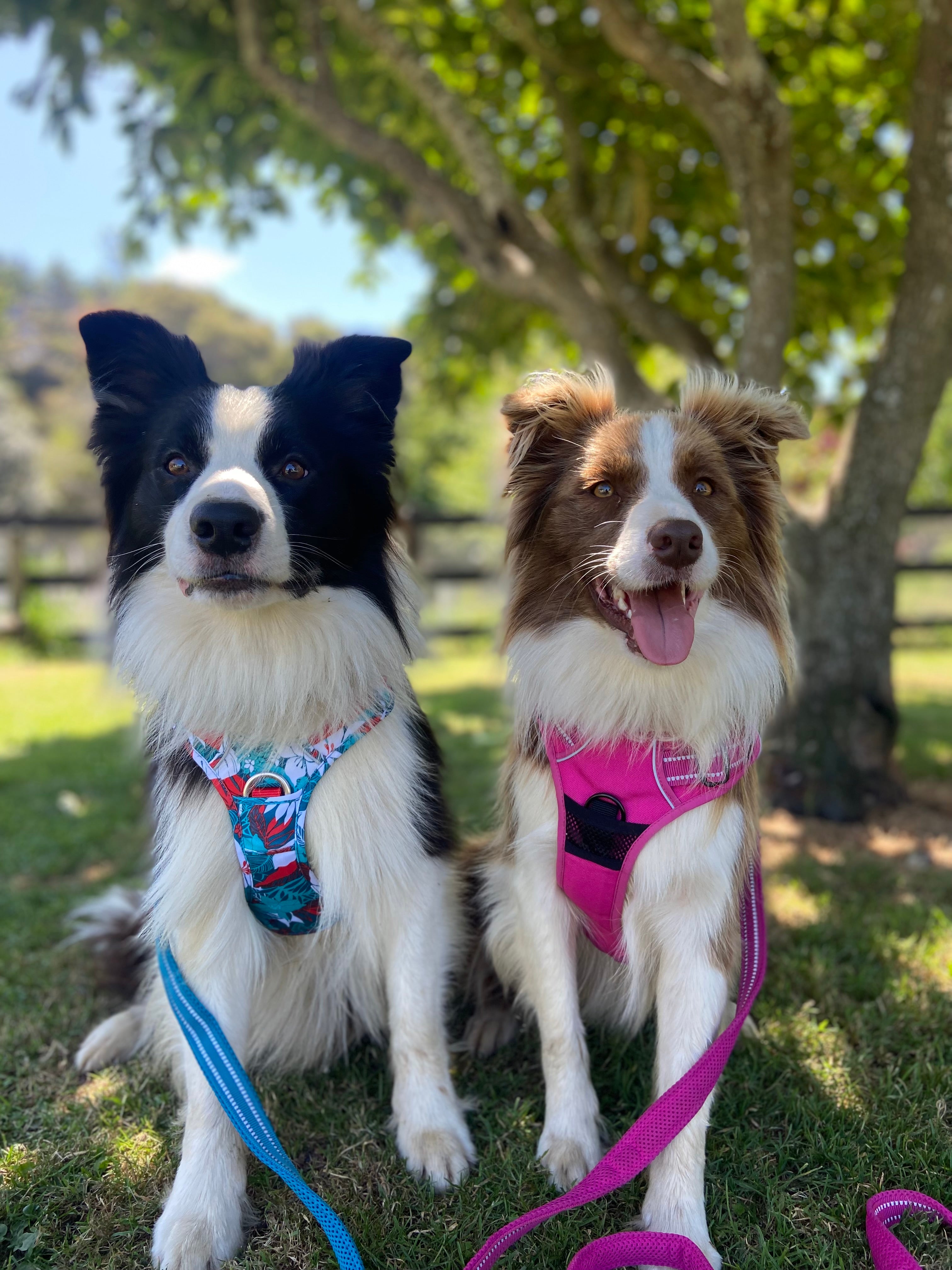 Best dog harness hot sale for border collie